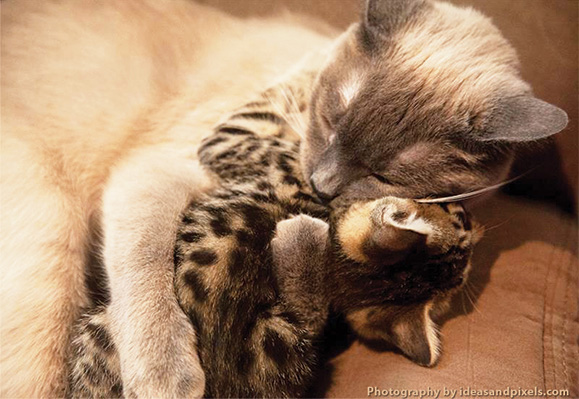 Want Cute Cats? How about cute cats that are hugging!